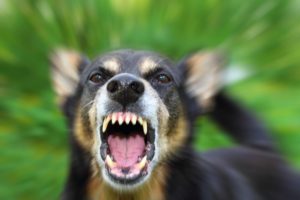 Dog bite damages - Houston Dog Bite Lawyer
