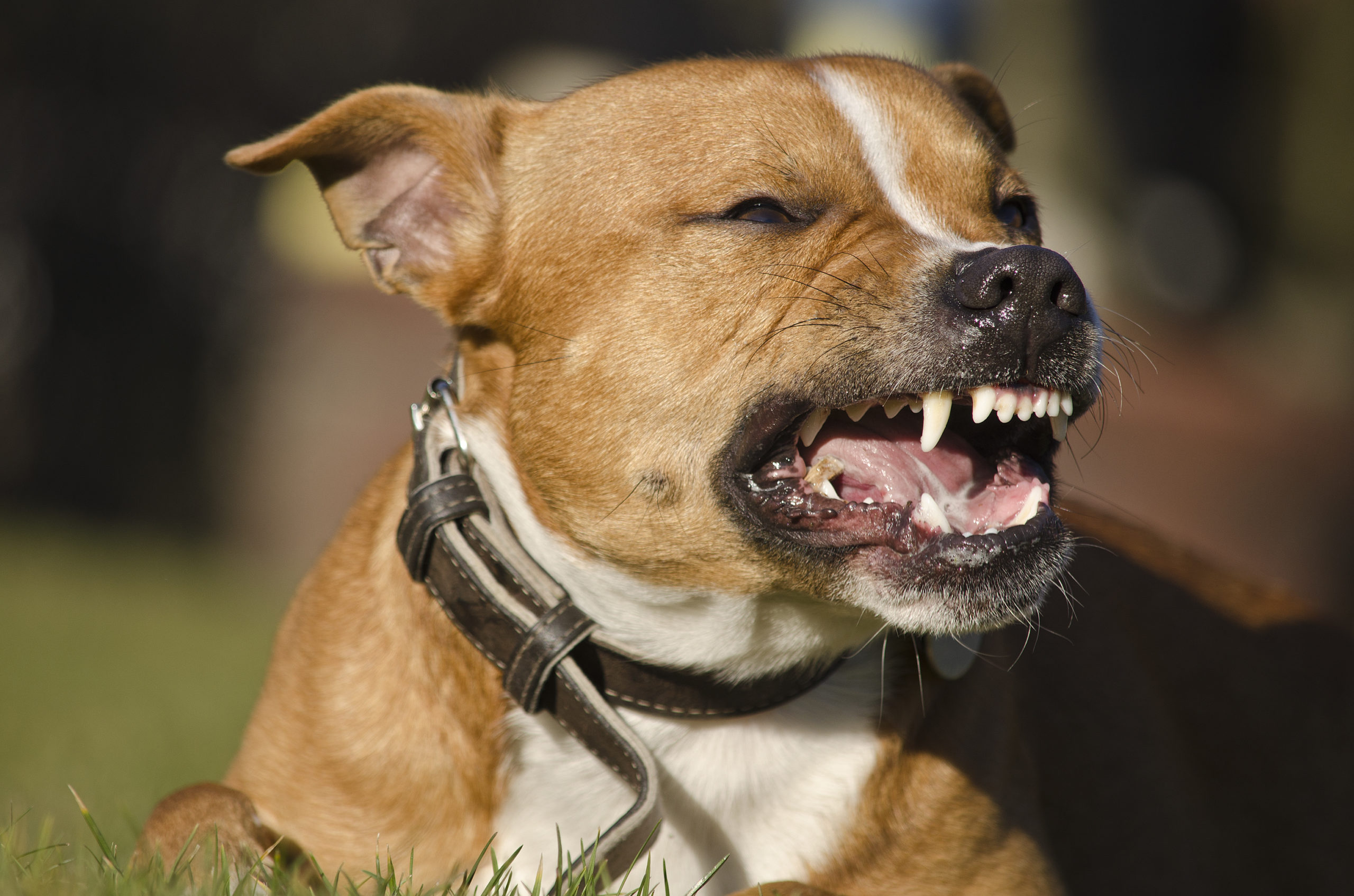 When Can a Person Sue After a Dog Bite in Texas? - Chelsie King Garza dog bite lawyer