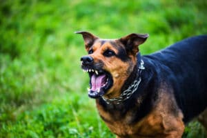 What Evidence Will My Attorney Use to Support My Dog Bite Claim? - Chelsie King Garza