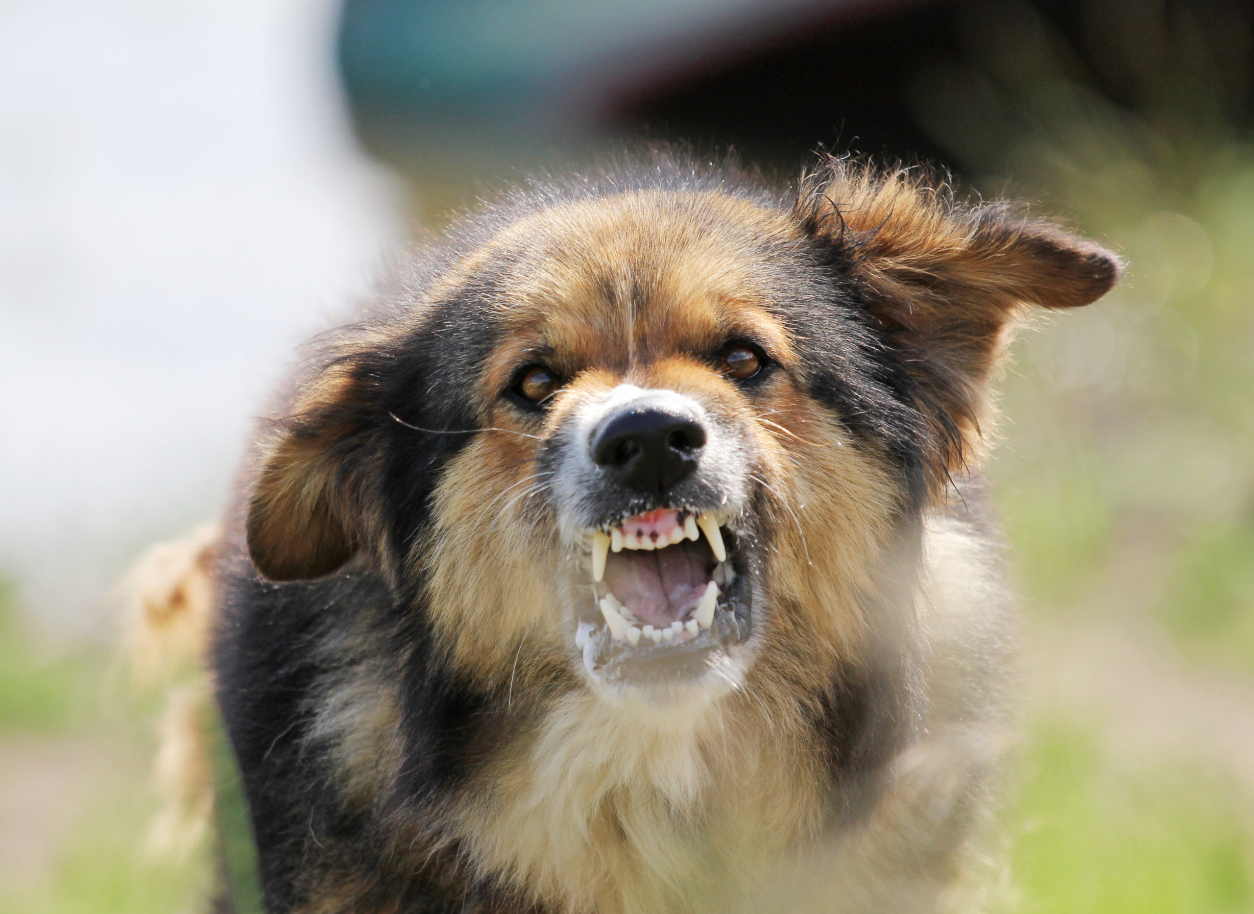 How can I strengthen my dog bite case - Chelsie King Garza